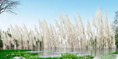 现代芦苇3D模型下载